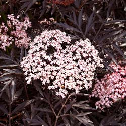 Elderberry, Black Lace